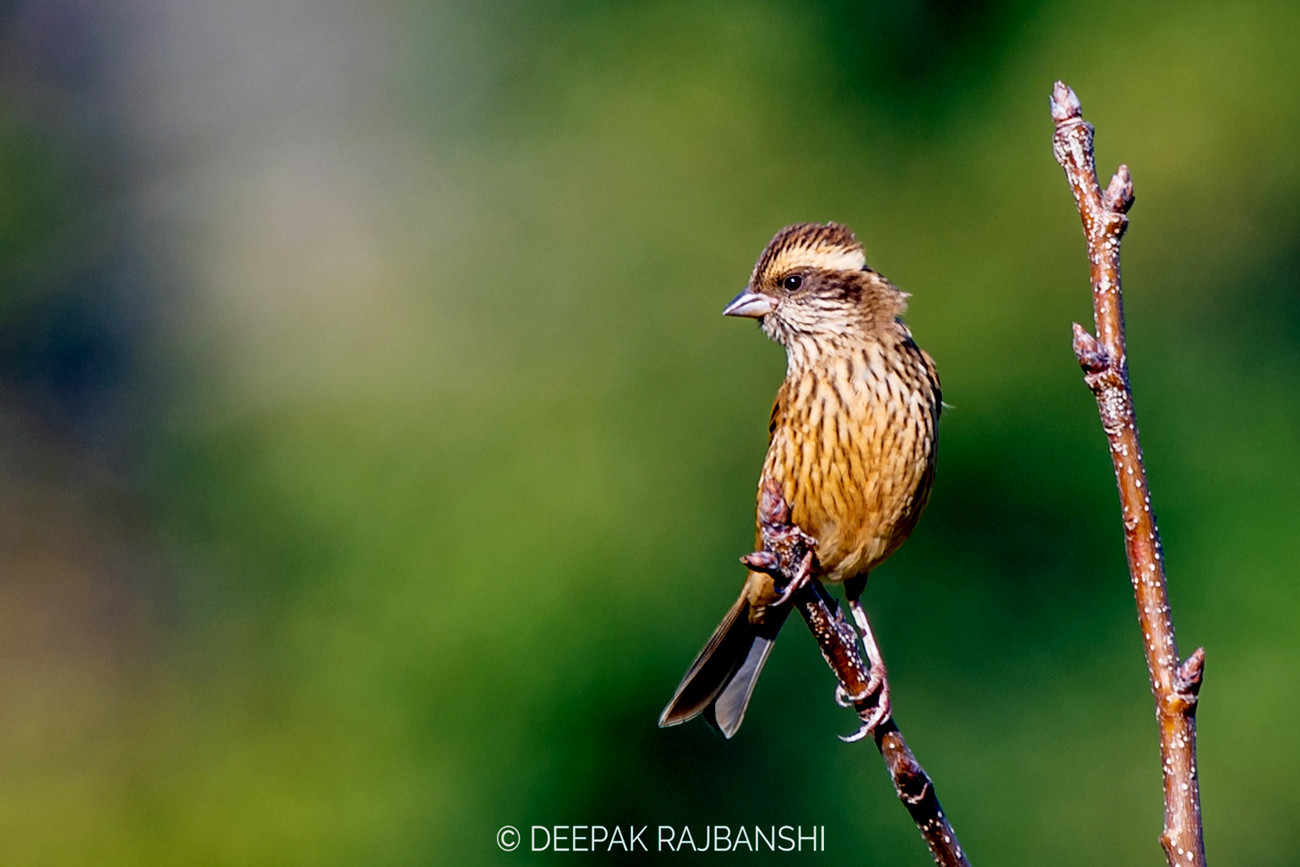 Spot-winged Rosefinch (Female) पंखथोप्ले तितु .jpg